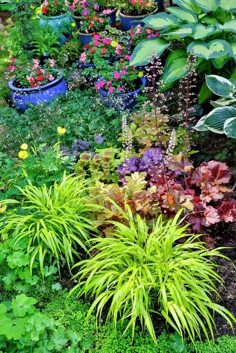 Framed Print : USA, Washington State, Sammamish. Japanese grasses planted along with hosta, impatiens and Coralbells in garden Framed Print : USA, Washington State, Sammamish. Japanese grasses planted along with hosta, impatiens and Coralbells in garden