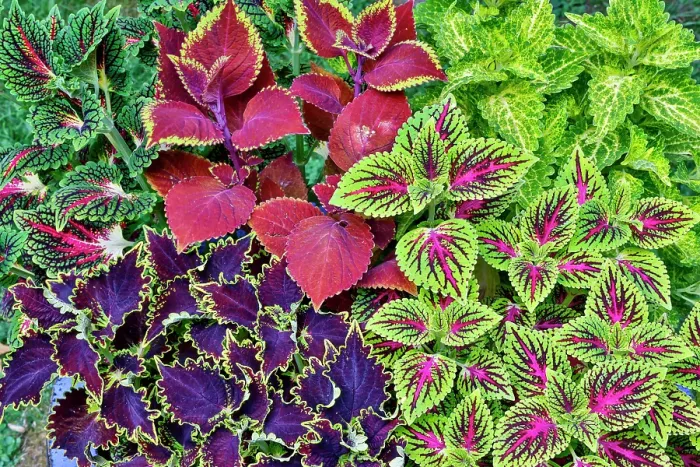 Framed Print : USA, Washington State, Sammamish. Coleus in planters in garden