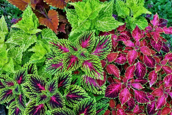 Framed Print : USA, Washington State, Sammamish. Coleus in planters in garden Framed Print : USA, Washington State, Sammamish. Coleus in planters in garden