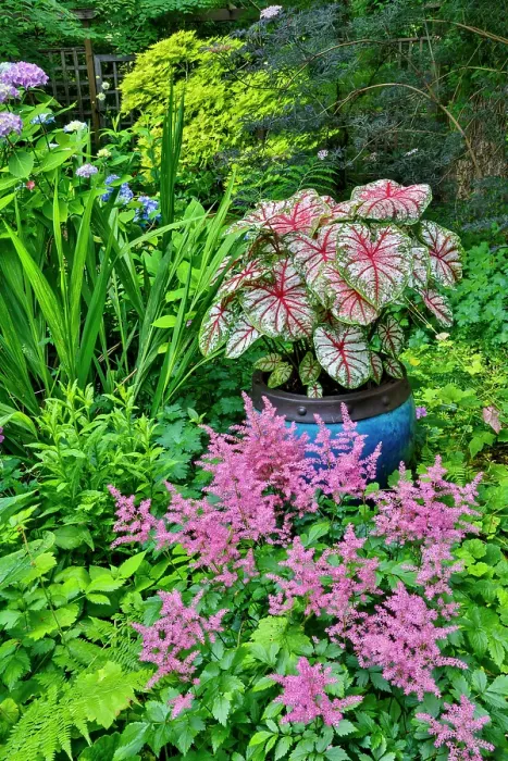 Framed Print : USA, Washington State, Sammamish. pink Astilbe and Caladium plants in garden