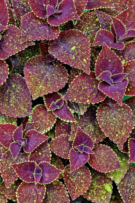 Framed Print : USA, Washington State, Sammamish. Coleus in planters in garden Framed Print : USA, Washington State, Sammamish. Coleus in planters in garden