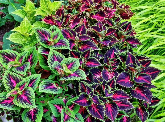 Framed Print : USA, Washington State, Sammamish. Coleus in planters in garden