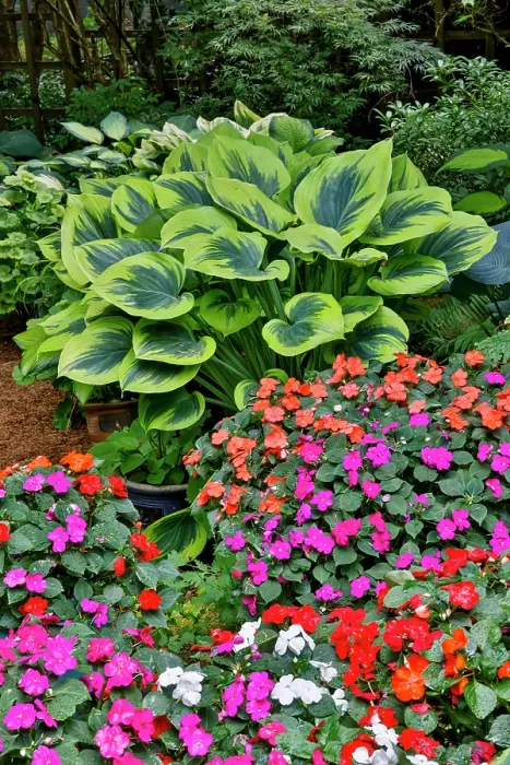 Framed Print : USA, Washington State, Sammamish. Garden with hosta and impatiens in late spring time bloom