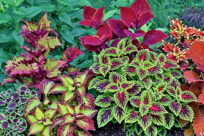 Framed Print : USA, Washington State, Sammamish. Coleus in planters in garden