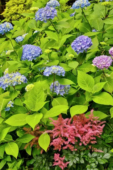 Framed Print : USA, Washington State, Sammamish. Garden with blue hydrangea and pink astilbe