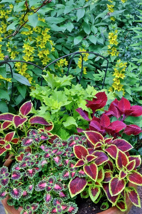 Framed Print : USA, Washington State, Sammamish. Coleus in planters in garden