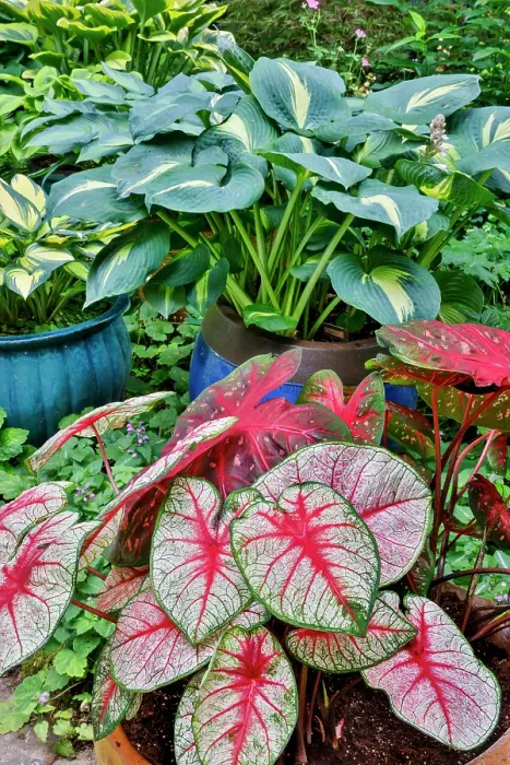 Framed Print : USA, Washington State, Sammamish. Garden with flower pots of caladiums and hosta