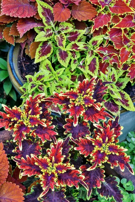 Framed Print : USA, Washington State, Sammamish. Coleus in planters in garden