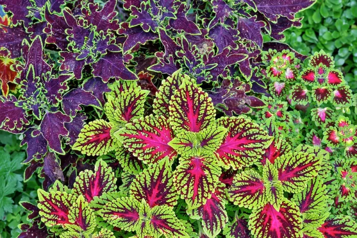 Framed Print : USA, Washington State, Sammamish. Coleus in planters in garden