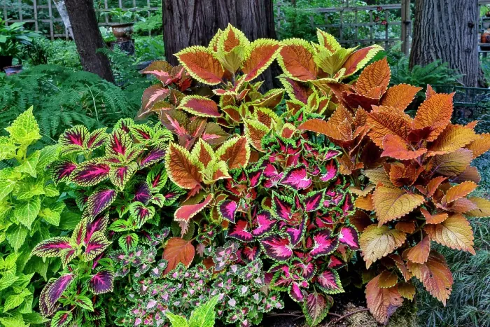 Framed Print : USA, Washington State, Sammamish. Coleus in planters in garden