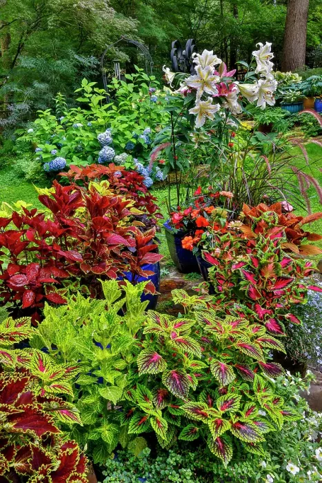 Framed Print : USA, Washington State, Sammamish. Coleus in planters in garden