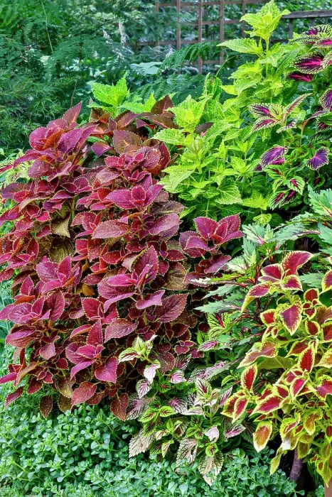 Framed Print : USA, Washington State, Sammamish. Coleus in planters in garden Framed Print : USA, Washington State, Sammamish. Coleus in planters in garden