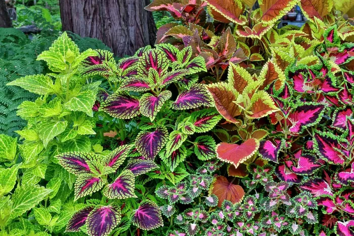 Framed Print : USA, Washington State, Sammamish. Coleus in planters in garden Framed Print : USA, Washington State, Sammamish. Coleus in planters in garden