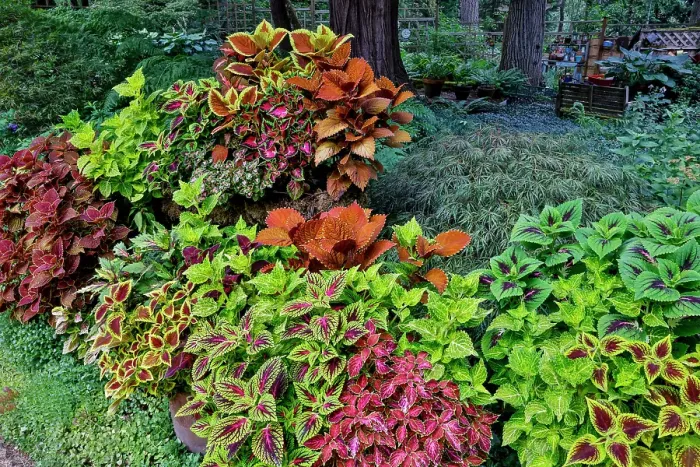 Framed Print : USA, Washington State, Sammamish. Coleus in planters in garden Framed Print : USA, Washington State, Sammamish. Coleus in planters in garden