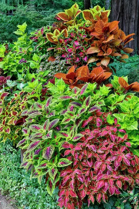 Framed Print : USA, Washington State, Sammamish. Coleus in planters in garden
