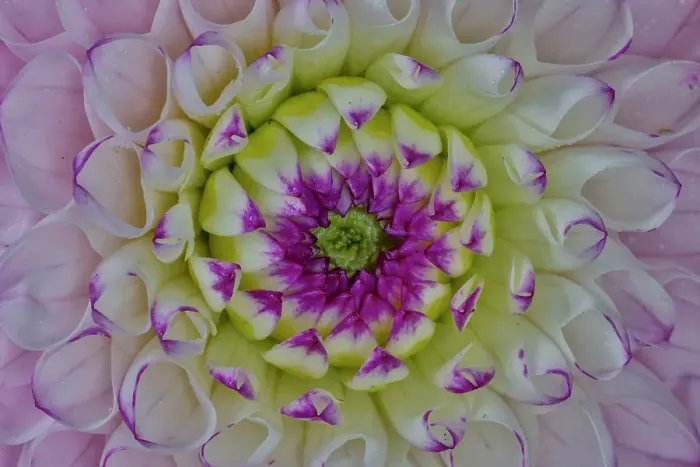 Framed Print : USA, Washington State, Sammamish. Close-up of flowering dahlia