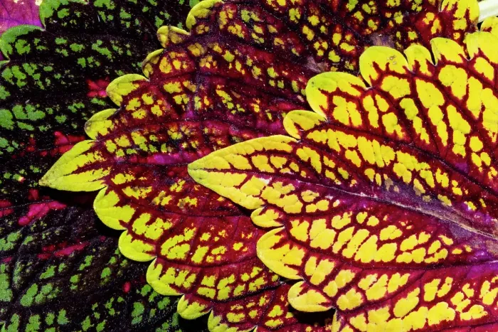 Framed Print : USA, Washington State, Sammamish. Coleus in planters in garden Framed Print : USA, Washington State, Sammamish. Coleus in planters in garden
