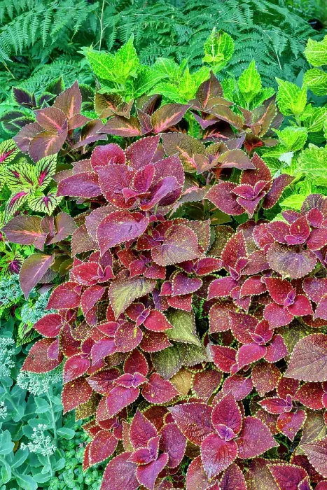 Framed Print : USA, Washington State, Sammamish. Coleus in planters in garden