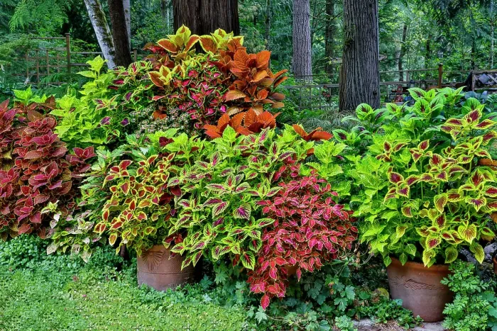 Framed Print : USA, Washington State, Sammamish. Coleus in planters in garden Framed Print : USA, Washington State, Sammamish. Coleus in planters in garden
