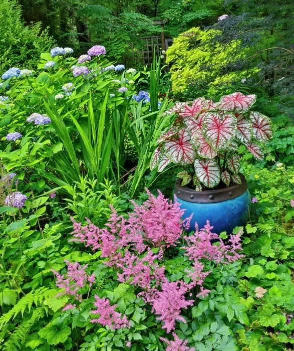 Framed Print : USA, Washington State, Sammamish. Garden with Pink Astilbe, Caladium, and blue Hydrangea Framed Print : USA, Washington State, Sammamish. Garden with Pink Astilbe, Caladium, and blue Hydrangea