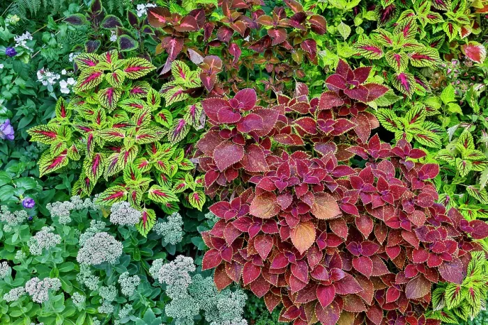 Framed Print : USA, Washington State, Sammamish. Coleus in planters in garden Framed Print : USA, Washington State, Sammamish. Coleus in planters in garden