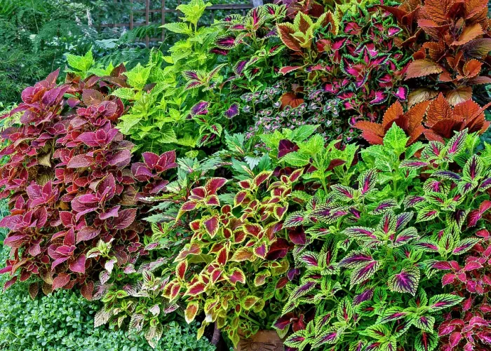 Framed Print : USA, Washington State, Sammamish. Coleus in planters in garden Framed Print : USA, Washington State, Sammamish. Coleus in planters in garden