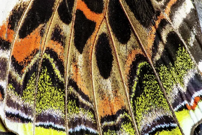 Framed Print : USA, Washington State, Sammamish. Butterfly wing detail Framed Print : USA, Washington State, Sammamish. Butterfly wing detail