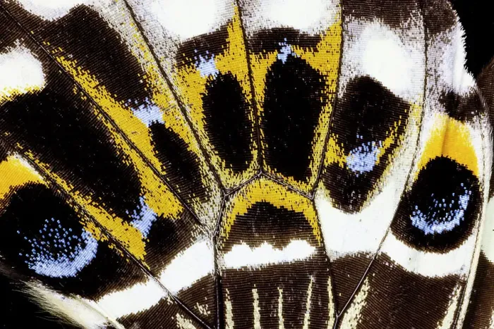 Framed Print : USA, Washington State, Sammamish. Butterfly wing detail Framed Print : USA, Washington State, Sammamish. Butterfly wing detail