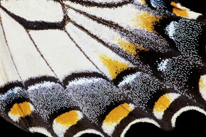 Framed Print : USA, Washington State, Sammamish. Butterfly wing detail