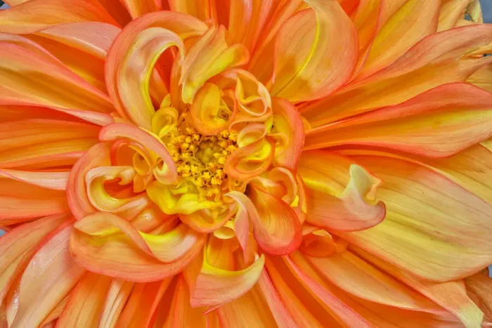 Framed Print : Usa, Washington State, Sammamish. Dahlia Closeup