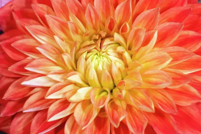 Framed Print : USA, Washington State, Sammamish. Dahlia closeup