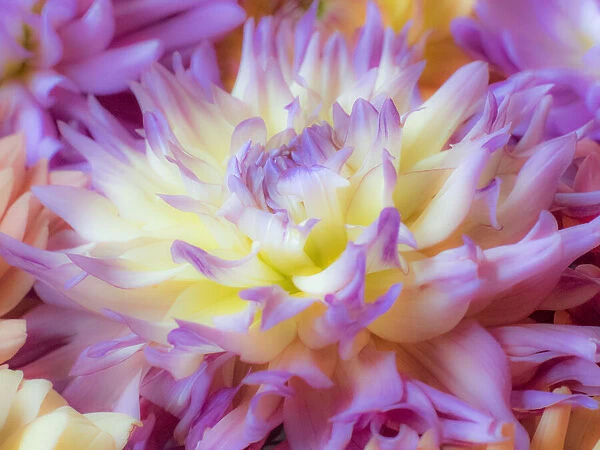 USA, Washington State, Sammamish Dahlia flower design and patterns