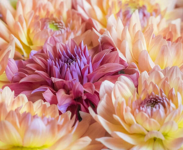 USA, Washington State, Sammamish Dahlia flower design and patterns