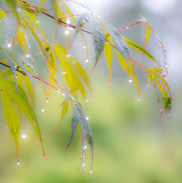 USA, Washington State, Sammamish dew drops on Japanese Maple leaves