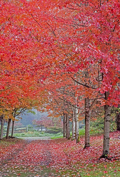 USA, Washington State, Sammamish fall colors on red maple trees lining lane