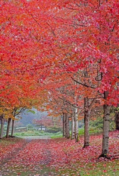 Framed Print : USA, Washington State, Sammamish fall colors on red maple trees lining lane Framed Print : USA, Washington State, Sammamish fall colors on red maple trees lining lane