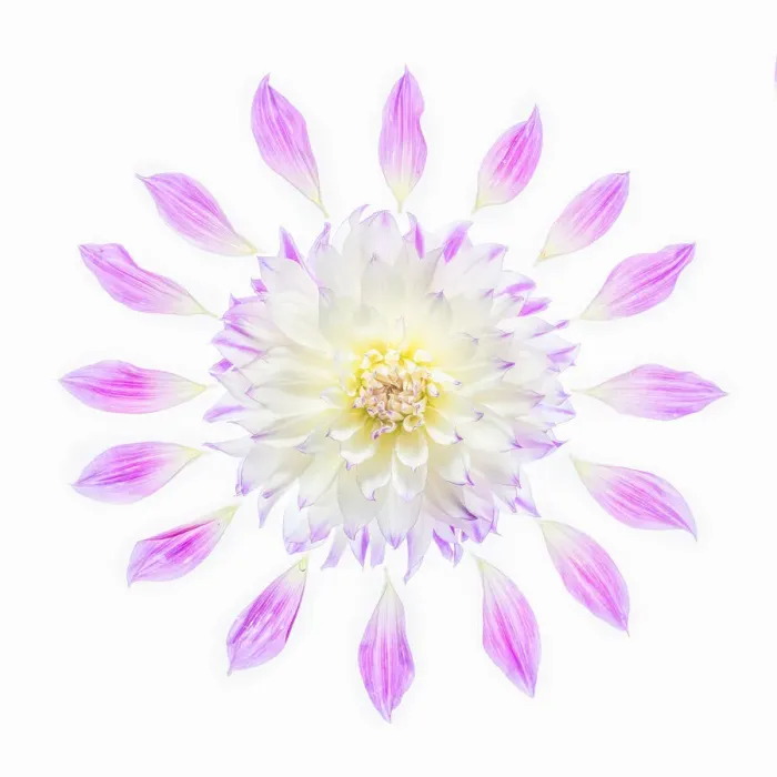 Framed Print : Usa, Washington State, Sammamish. Flower Design Framed Print : Usa, Washington State, Sammamish. Flower Design