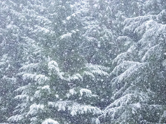 Framed Print : USA, Washington State, Sammamish fresh Autumn heavy snowfall coming down on Evergreens