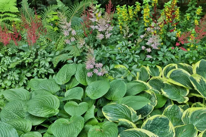 Framed Print : USA, Washington State, Sammamish. Garden with hosta Framed Print : USA, Washington State, Sammamish. Garden with hosta