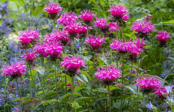 USA, Washington State, Sammamish and our garden with pink Bee Balm