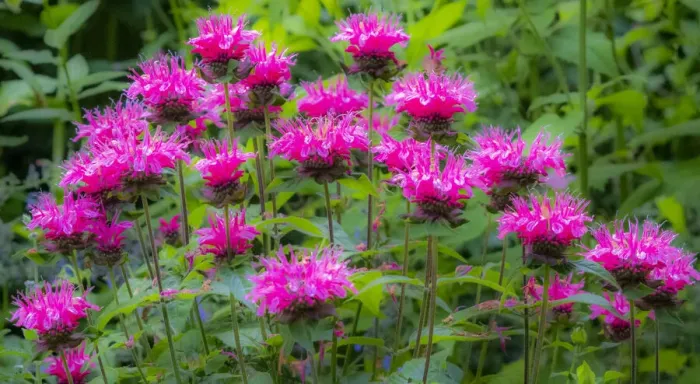 Framed Print : USA, Washington State, Sammamish and our garden with pink Bee Balm Framed Print : USA, Washington State, Sammamish and our garden with pink Bee Balm