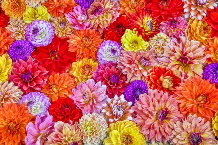 Framed Print : Usa, Washington State, Sammamish. Group of Dahlias Framed Print : Usa, Washington State, Sammamish. Group of Dahlias