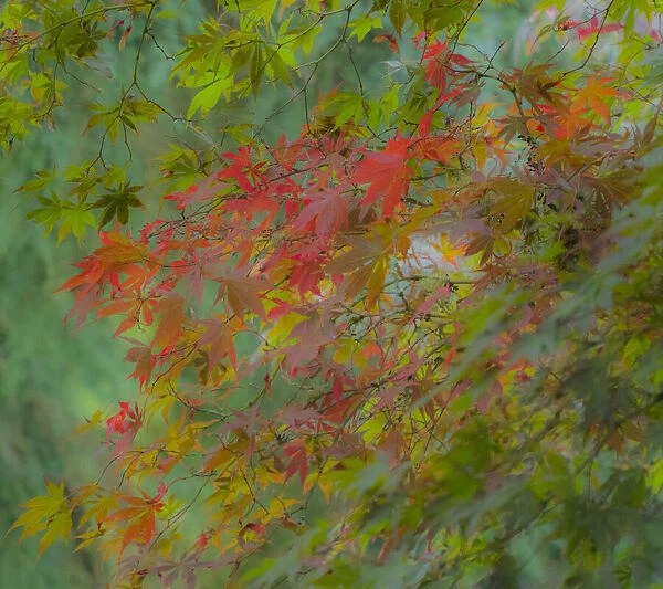 USA, Washington State, Sammamish Japanese Maple leaves with fall colors