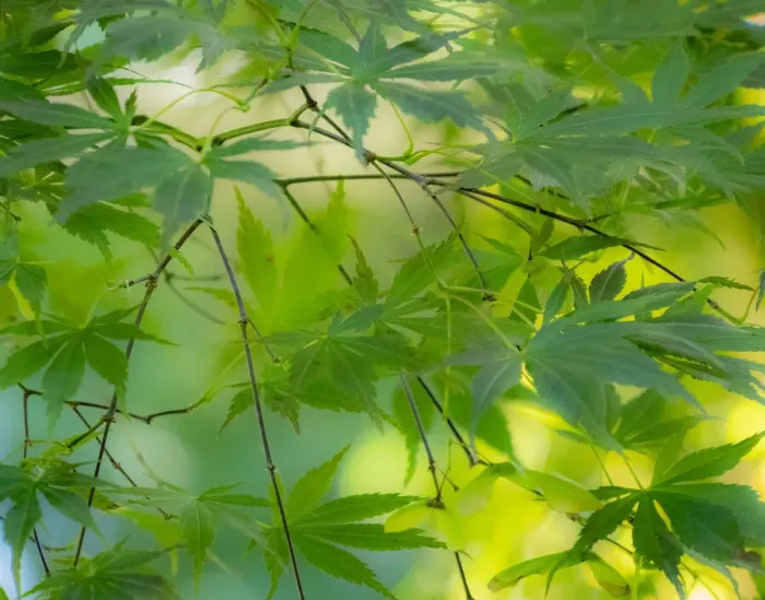 Framed Print : USA, Washington State, Sammamish Japanese Maple leaves