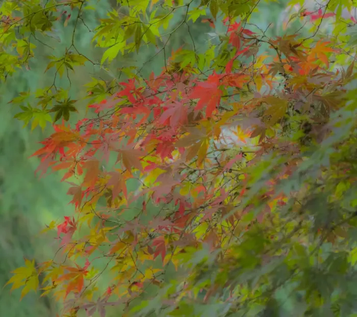 Framed Print : USA, Washington State, Sammamish Japanese Maple leaves with fall colors Framed Print : USA, Washington State, Sammamish Japanese Maple leaves with fall colors