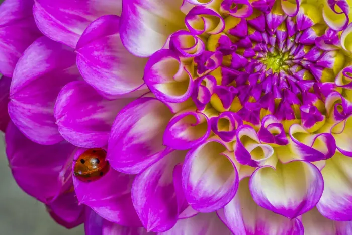 Framed Print : Usa, Washington State, Sammamish. Ladybug on a Dahlia