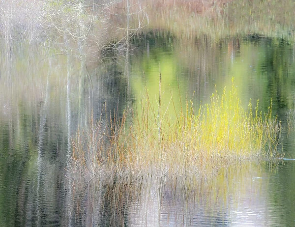USA, Washington State, Sammamish springtime willow trees in early spring in small pond