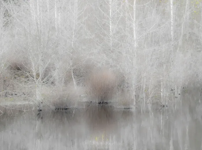 Framed Print : USA, Washington State, Sammamish springtime and alder trees and their reflections in small pond Framed Print : USA, Washington State, Sammamish springtime and alder trees and their reflections in small pond