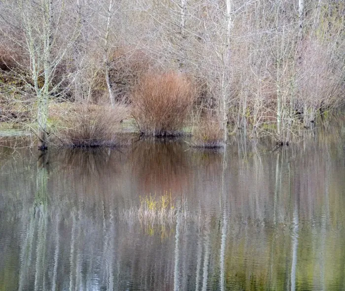 Framed Print : USA, Washington State, Sammamish springtime and alder trees and their reflections in small pond Framed Print : USA, Washington State, Sammamish springtime and alder trees and their reflections in small pond