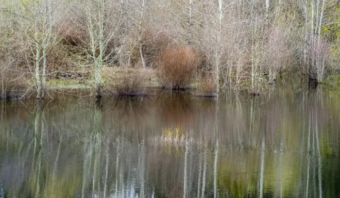 Framed Print : USA, Washington State, Sammamish springtime and alder trees and their reflections in small pond Framed Print : USA, Washington State, Sammamish springtime and alder trees and their reflections in small pond